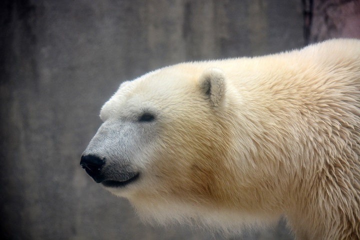 カナダ・アシニボイン公園動物園での偉大なる故デビー、そして彼女の末娘ナナ(仙台)の貴重な映像_a0151913_2251185.jpg