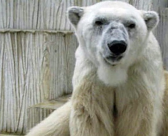 カナダ・アシニボイン公園動物園での偉大なる故デビー、そして彼女の末娘ナナ(仙台)の貴重な映像_a0151913_258364.jpg