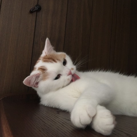 あっちゅいねー_b0340621_11005470.jpeg