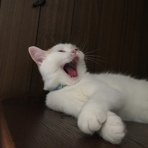 あっちゅいねー_b0340621_11023241.jpeg