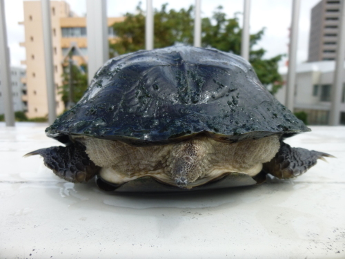 ワキンナクラブ　セイロンヤマガメ・サーマルの成長　〜２０１６・夏〜_c0362635_11361503.jpg