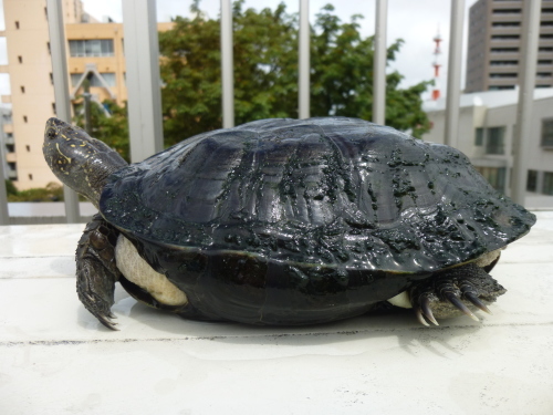 ワキンナクラブ　セイロンヤマガメ・サーマルの成長　〜２０１６・夏〜_c0362635_11363392.jpg