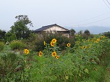 f0167635_864597.jpg