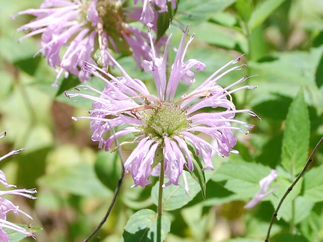 矢車薄荷 ヤグルマハッカ 今日の花