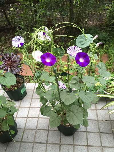 変化朝顔 江戸風情 123