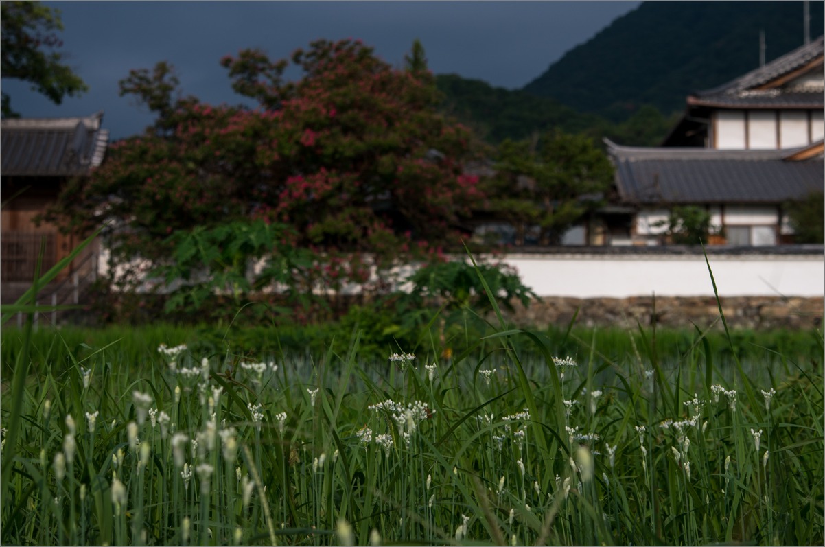 ニラとサルスベリ（石光寺）_d0058445_17102447.jpg