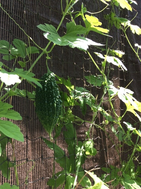 a0307846_10311443.jpeg