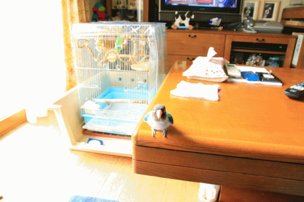 c0145250_09401999.gif