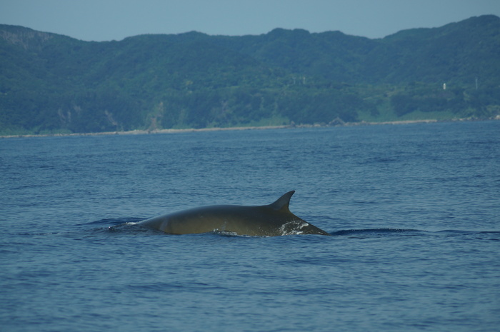 2016年　夏旅行　高知　二日目_b0284864_2331134.jpg
