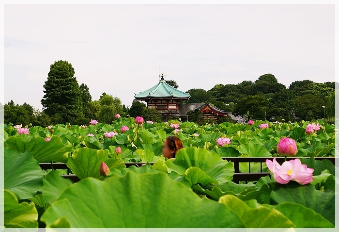 ◆都会と自然の雰囲気が両方味わえる上野・不忍池と蓮(〃・ω・)_e0357082_16060021.jpg