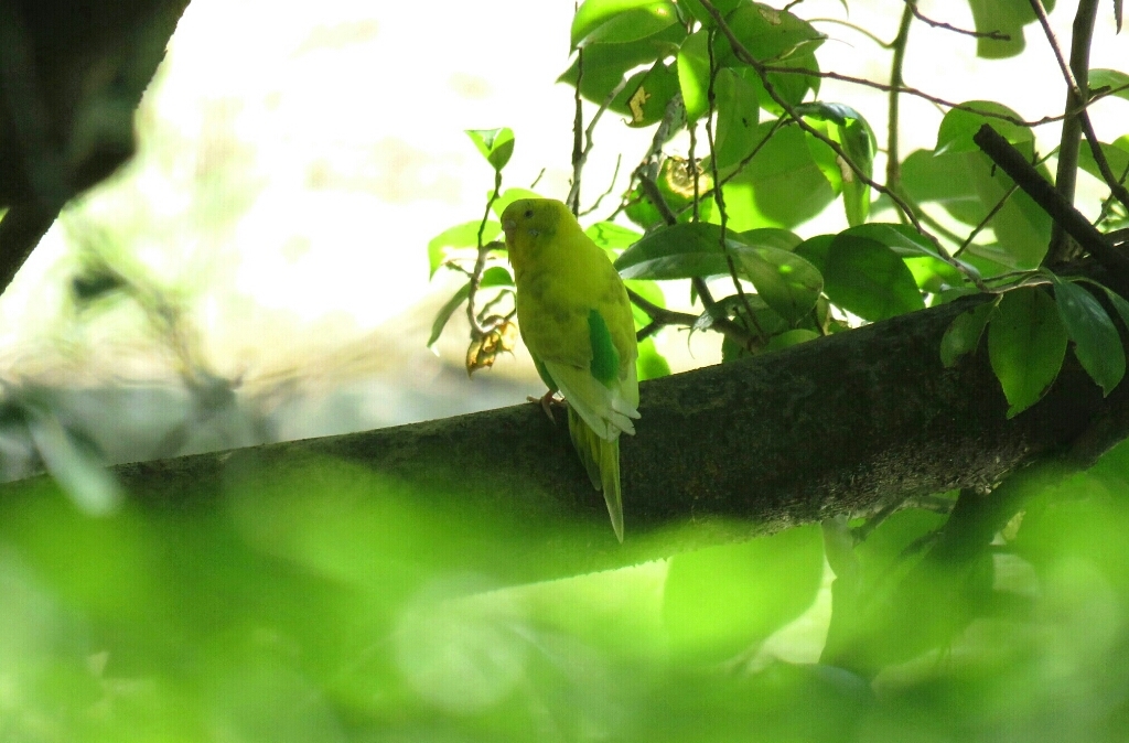 2016年8月19日撮影(ｾｷｾｲｲﾝｺ)_e0357387_07014873.jpg