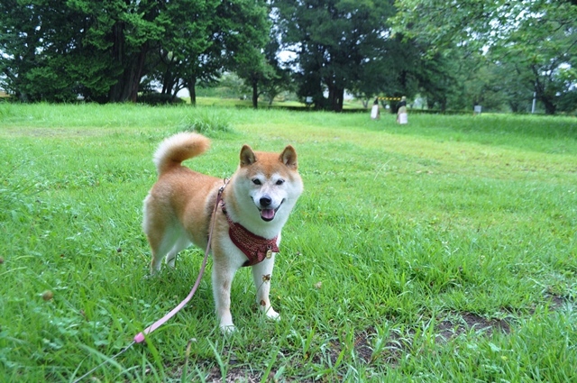 びしょ濡れ_a0126590_23362237.jpg