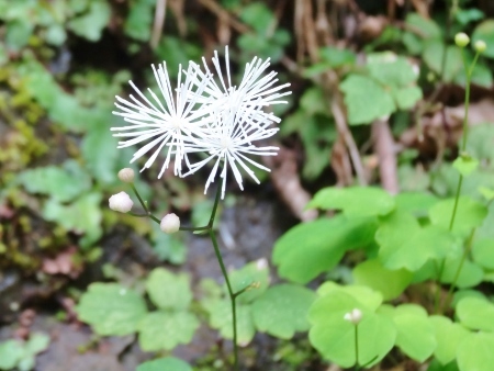 白い花火のような花 今日も渚で日が暮れて