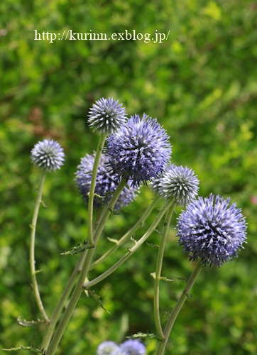 a0123003_1029359.jpg
