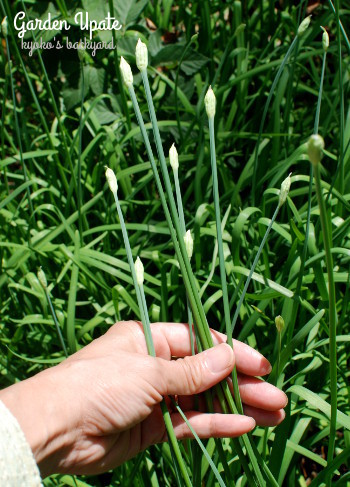 ニラの花芽の収穫と、花壇の様子（8月中旬）_b0253205_04260641.jpg