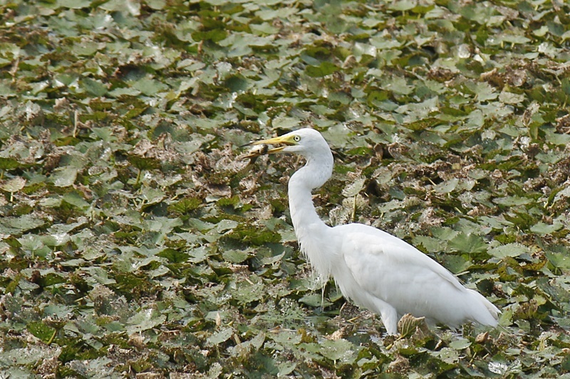 魚捕り_c0344412_07423513.jpg