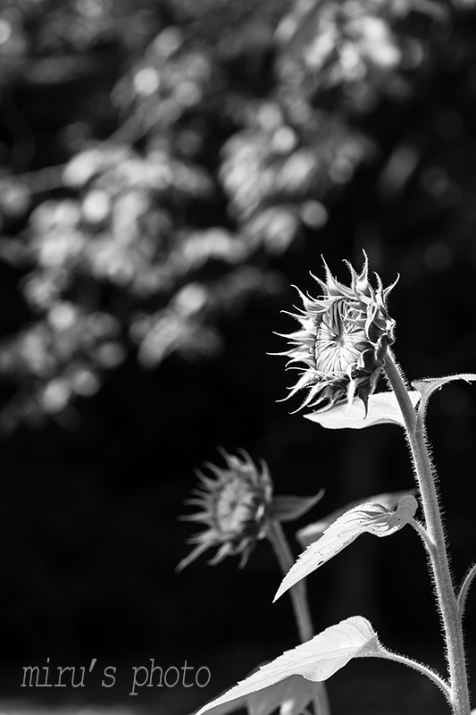 c0037519_244520.jpg