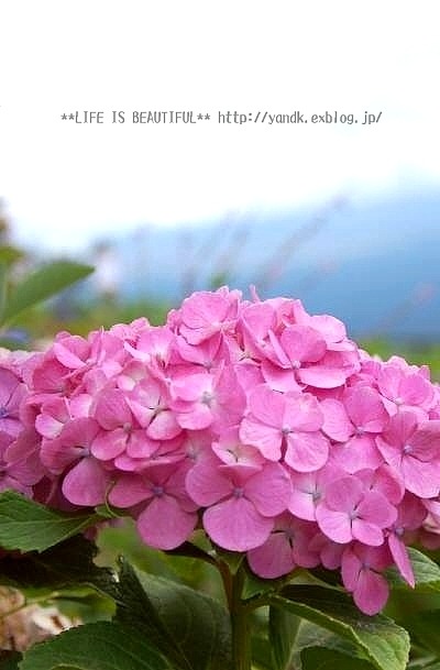 夏休み旅行@河口湖*2016①_d0083623_22434554.jpg