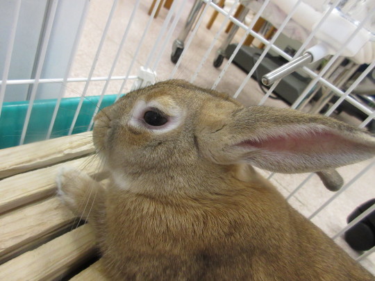 今年も...(\'ω\')ノ_e0339146_16535020.jpg