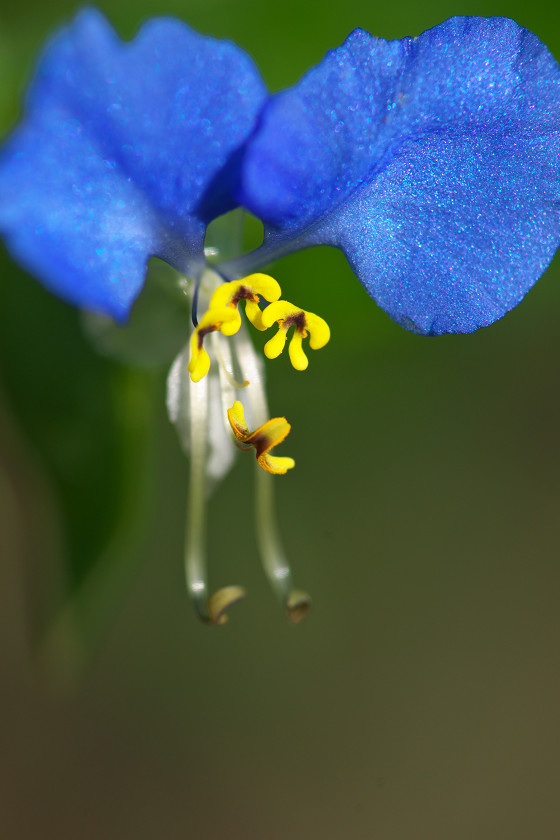 蒼紅対決！_f0072758_2031592.jpg