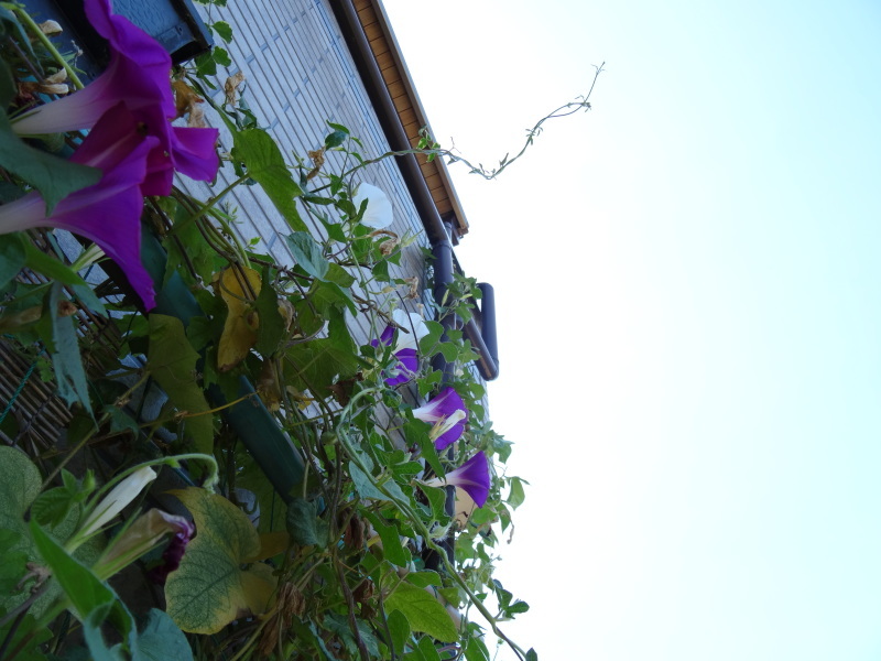 c0108460_15584959.jpg