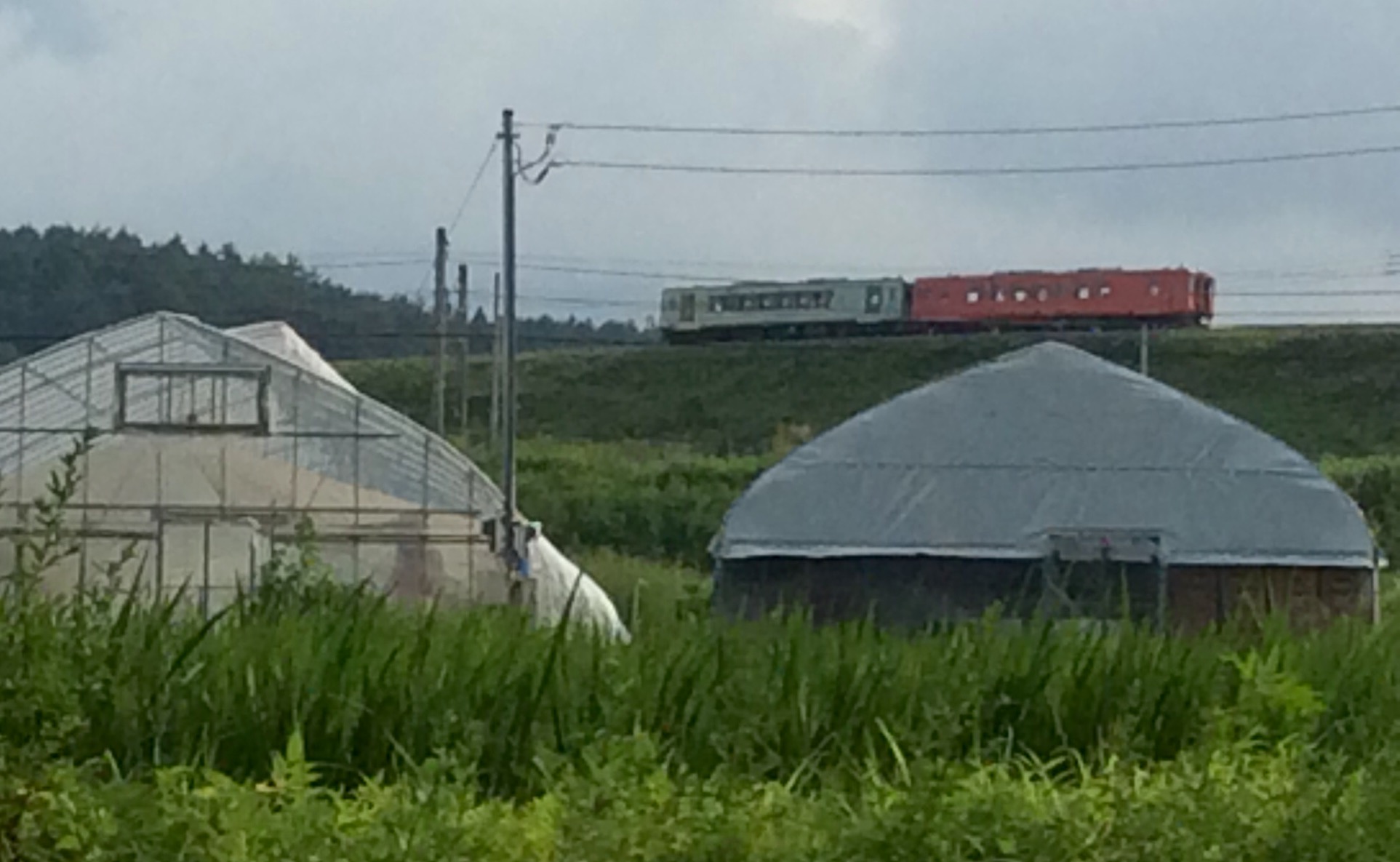 鎮守の杜・雨蛙・イトトンボ・蝉_a0053063_2013493.jpg