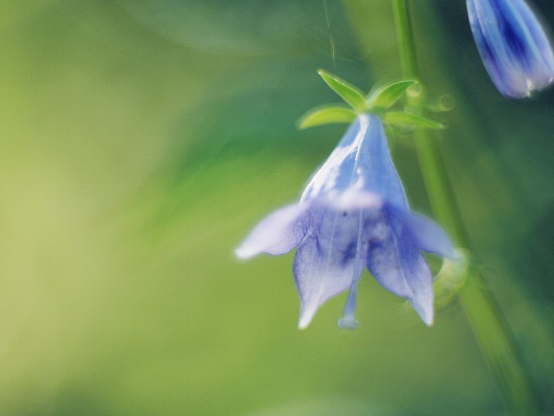 赤城自然園の花たち　１_f0364086_09094365.jpg