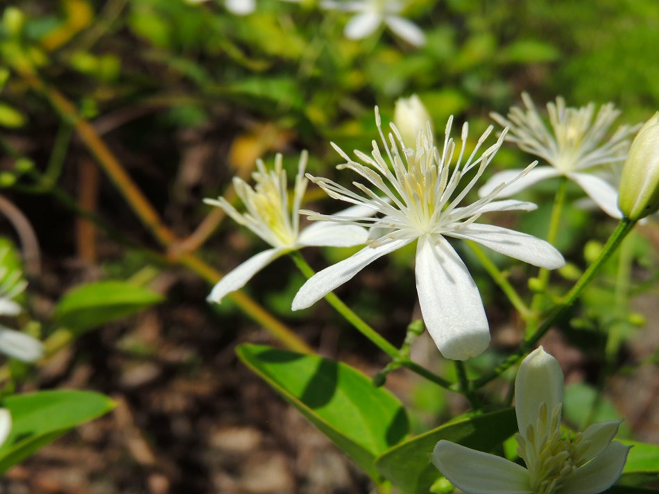 短編：季節の花２のデジブックを公開しました。_c0265095_21395382.jpg