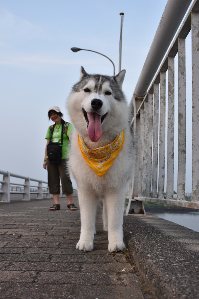 朝んぽ いつものコース(*^_^*)_c0049299_22190312.jpg