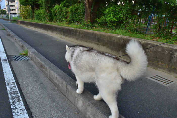 朝んぽ いつものコース(*^_^*)_c0049299_22202825.jpg
