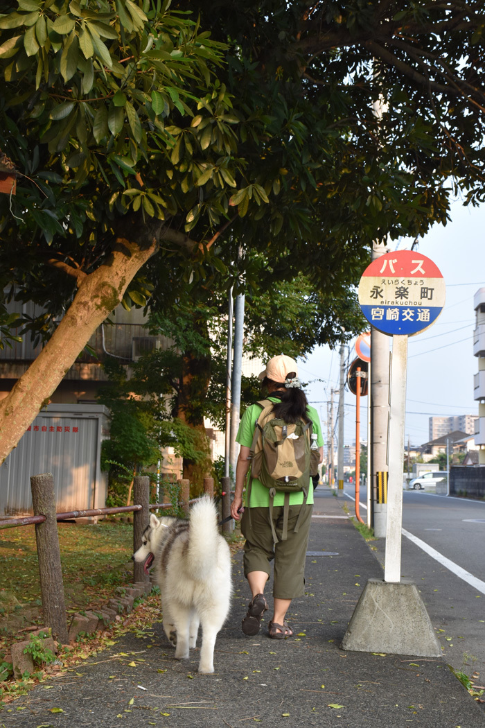 朝んぽ いつものコース(*^_^*)_c0049299_22225682.jpg