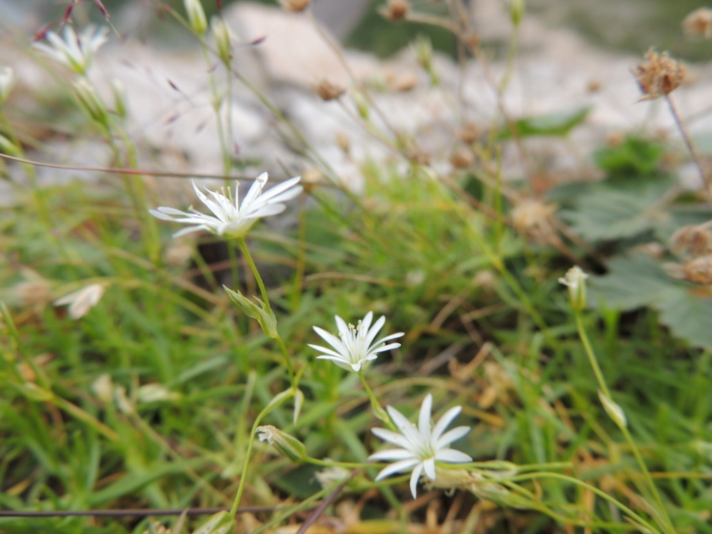 常念岳 2016/08/09-10[お花編]_a0320601_19551656.jpg