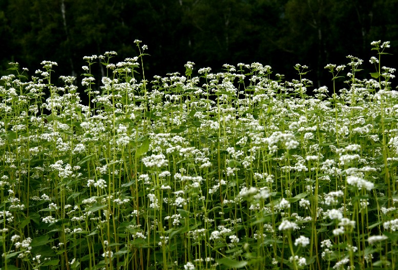 d0140806_10363438.jpg