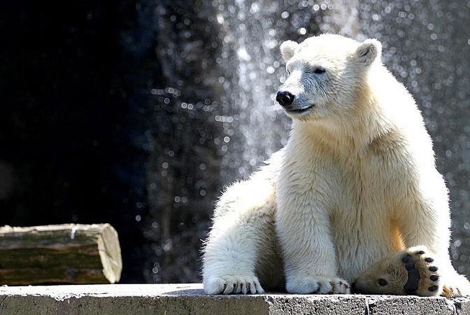 ドイツ・ロストック動物園のフィーテの成長 ~ 「ロストック系」のプリンスの逞しさ_a0151913_001473.jpg