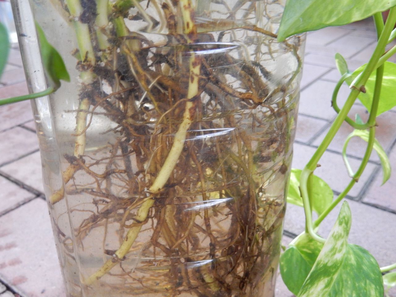 水挿しで簡単繁殖!_c0025115_20355838.jpg