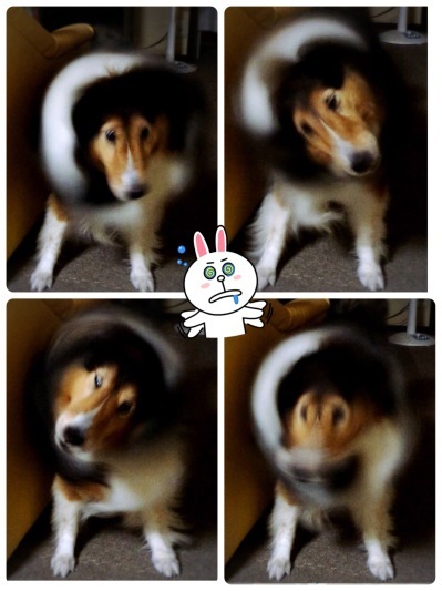 犬ドリル チャッピー マロンの日記 犬ドリル チャッピー マロンの日記