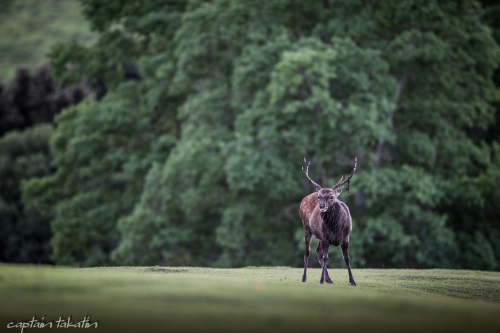 奈良公園の雄鹿が一番かっこいい時季です ようこそ奈良へ