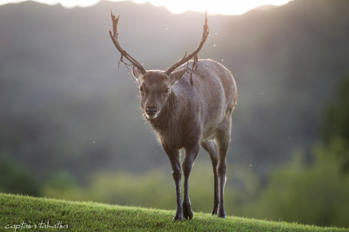 奈良公園の雄鹿が一番かっこいい時季です ようこそ奈良へ
