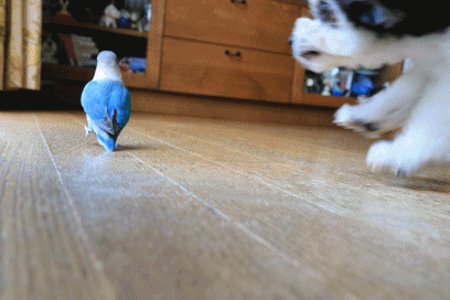 c0145250_10141109.gif