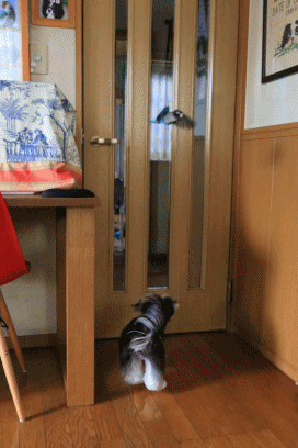 c0145250_10143531.gif