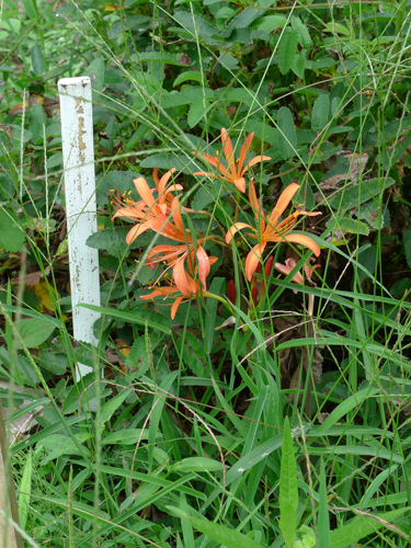 c0206051_23443225.jpg