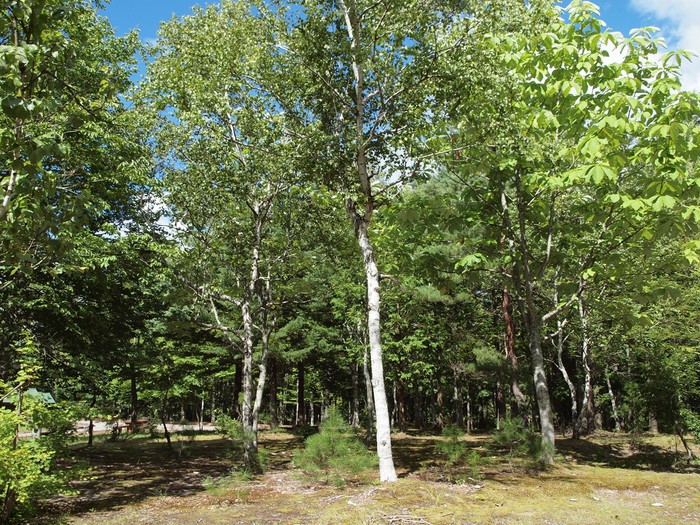 d0054276_20223944.jpg