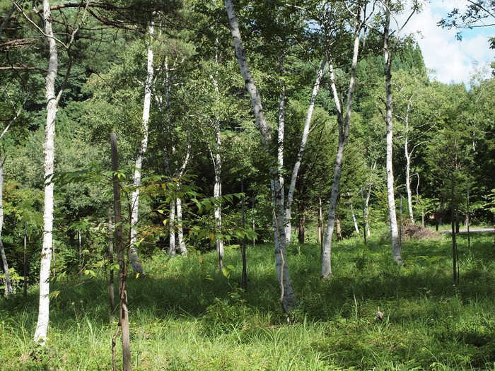 d0054276_2026396.jpg