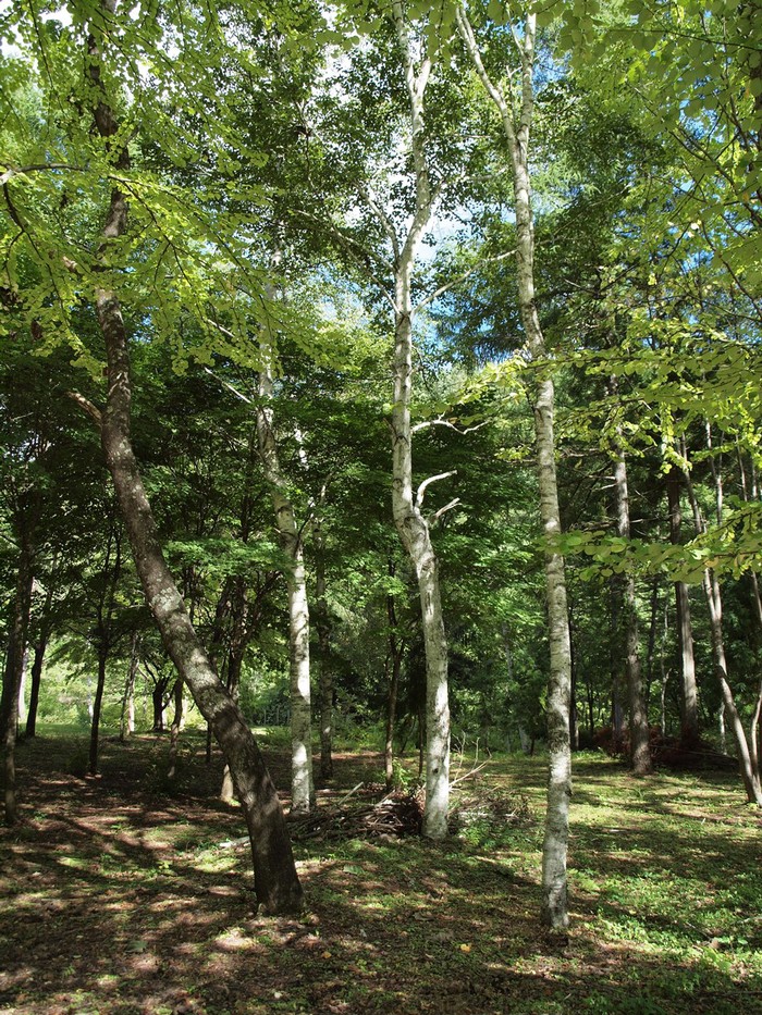 d0054276_20281328.jpg