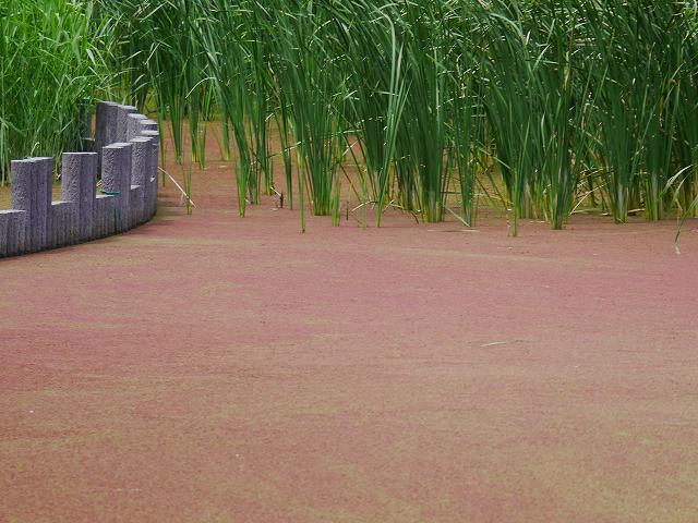 赤浮草が異常繁殖 干潟ではウミネコがほっと一息 花と葉っぱ