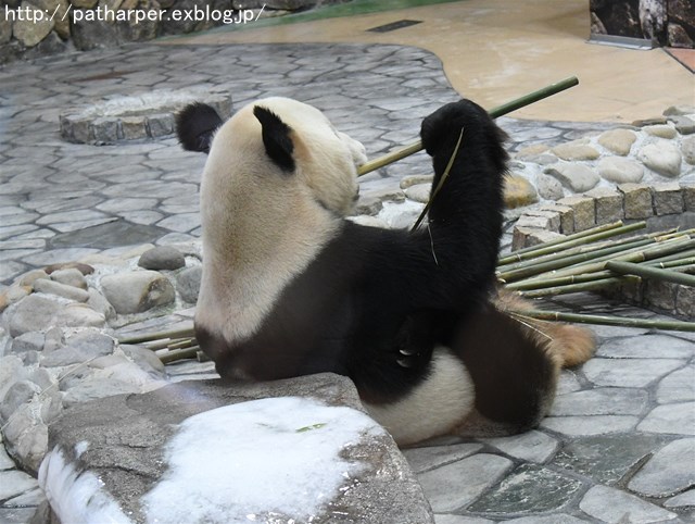 ２０１６年８月　白浜パンダ見隊　その３　優ちゃん誕生会ケーキで遊ぶ_a0052986_722540.jpg