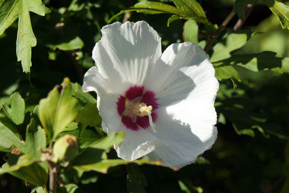 残暑にふさわしく花二輪_b0145296_11133437.jpg