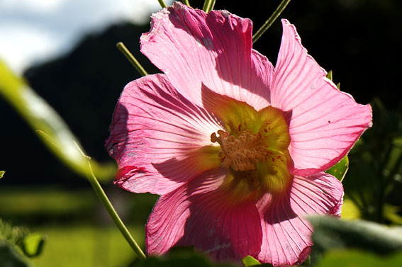 残暑にふさわしく花二輪_b0145296_11134869.jpg