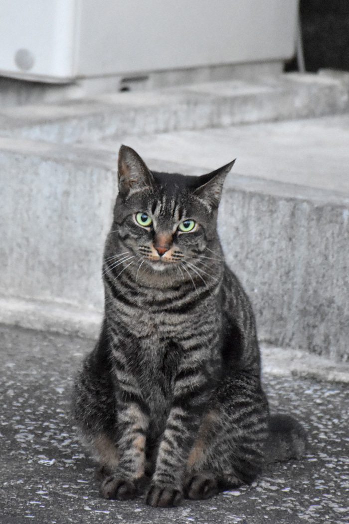 ひさしぶりに宮崎らしい朝♪ (*^_^*)_c0049299_22312295.jpg