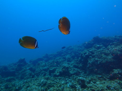 e0115199_12361598.jpg